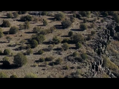 SEDONA FLY-OVER TREES