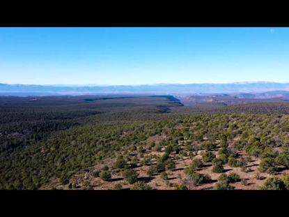 SEDONA TREES LONG PLAY
