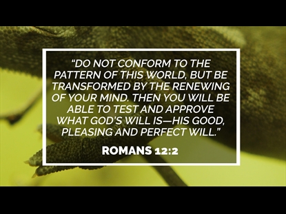 CHAMELEON  SCRIPTURE MOTION