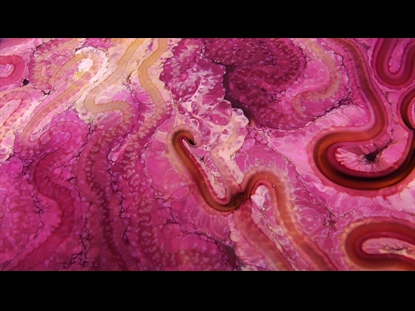 CHAMELEON  TEACHING MOTION 2