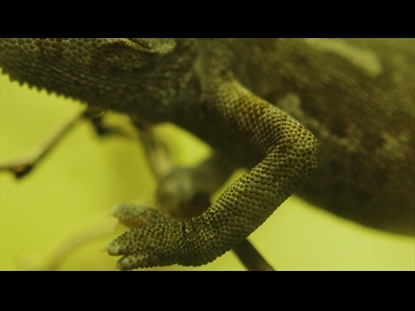 CHAMELEON  TEACHING MOTION 3