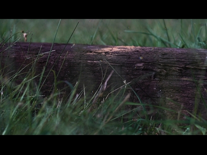 PASSION – IT WASN'T THE NAILS: MOTIONS BACKGROUNDS 03