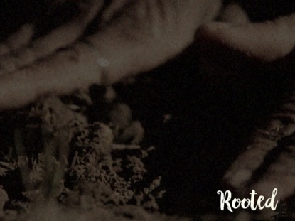 ROOTED BLANK MOTION 02