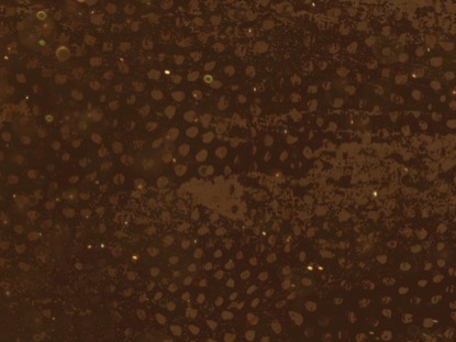 WHAT IT HAS FOR US TODAY TEACHING MOTION 01