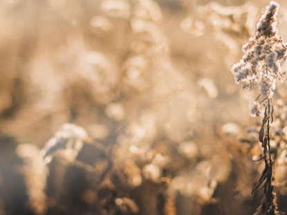 WILD FLOWER PARTICLES