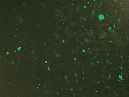 CHRISTMAS GLITTER 06