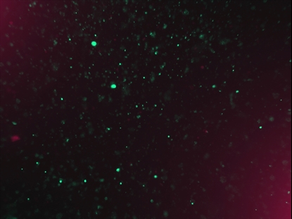 CHRISTMAS GLITTER 07