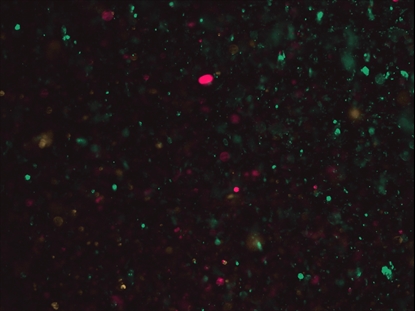 CHRISTMAS GLITTER 09