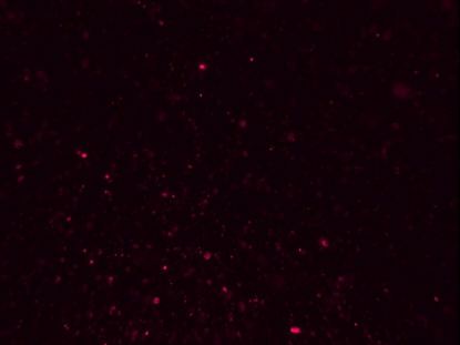 CHRISTMAS GLITTER 10