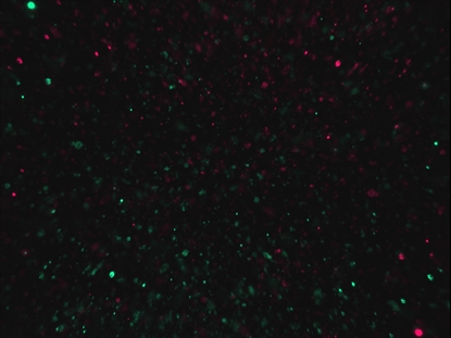 CHRISTMAS GLITTER 11