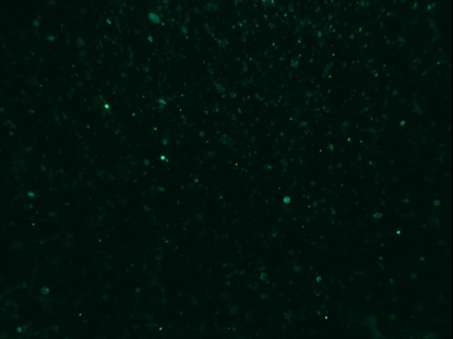 CHRISTMAS GLITTER 12