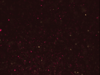 CHRISTMAS GLITTER 14