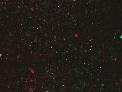 CHRISTMAS GLITTER 15