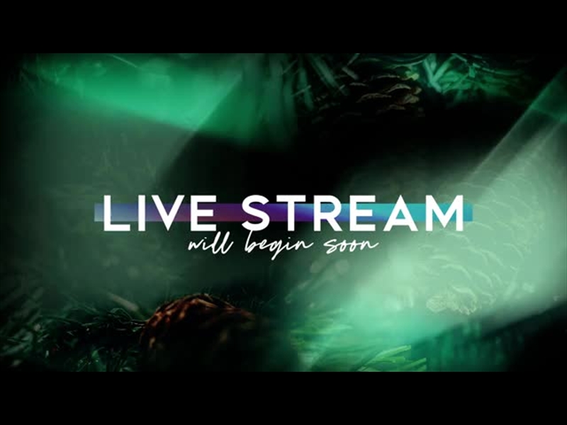 Christmas Light Live Stream Centerline New Media Playback Media Store