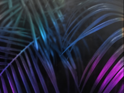 EASTER JOURNEY PALMS 09