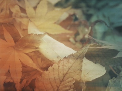 FALLEN LEAVES 01