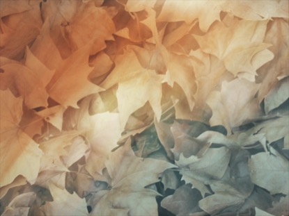 FALLEN LEAVES 02