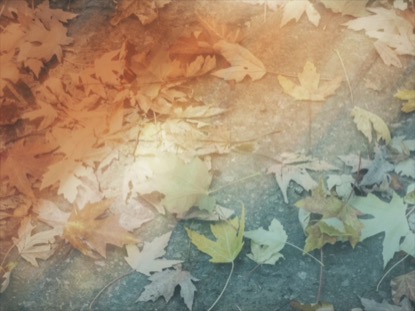 FALLEN LEAVES 03