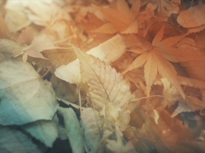 FALLEN LEAVES 05