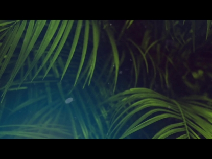 PALM SUNDAY STREAMING 04