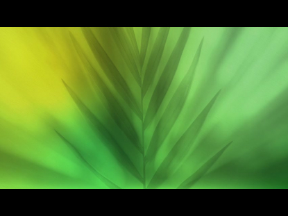 RADIANT BLUR PALM SUNDAY 01