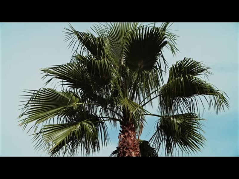 SPRING NATURE MOTION 06