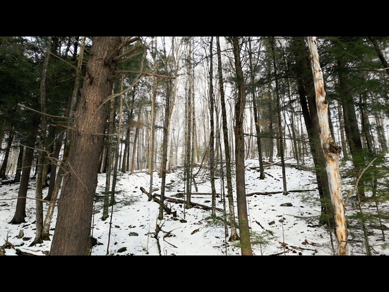 WINTER WOODS 06