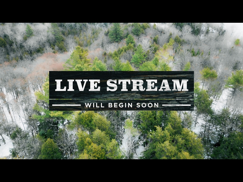 WINTER WOODS LIVE STREAM