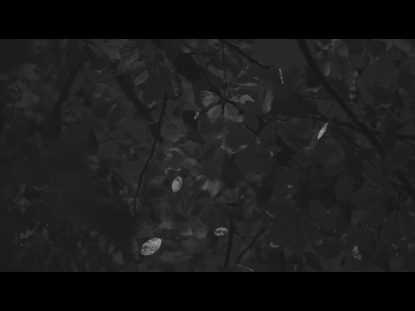 AUTUMN LEAVES BW ALT