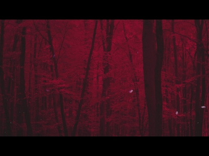 AUTUMN LEAVES MONTAGE