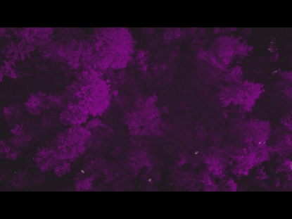 AUTUMN LEAVES PURPLE