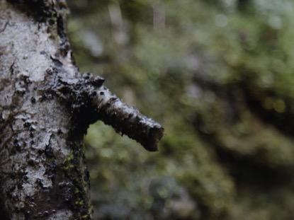 BRANCH