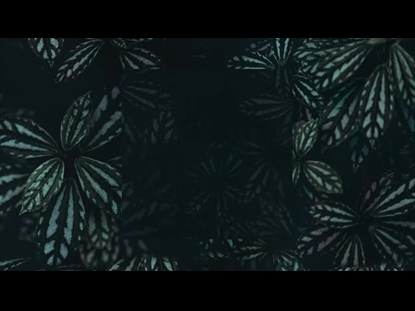 DETAILED LEAVES SQUARE