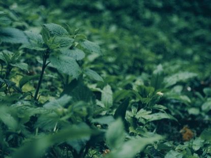GREEN GROUND COVER SATURATED