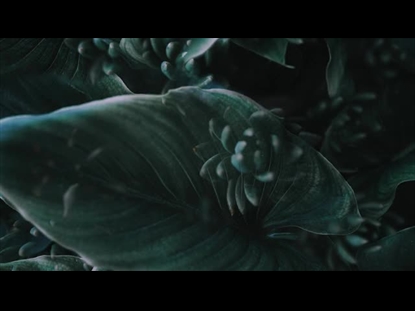 LEAVES AND SUCCULENTS