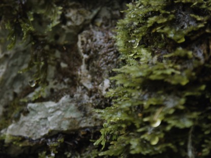 MOSS AND ROCKS