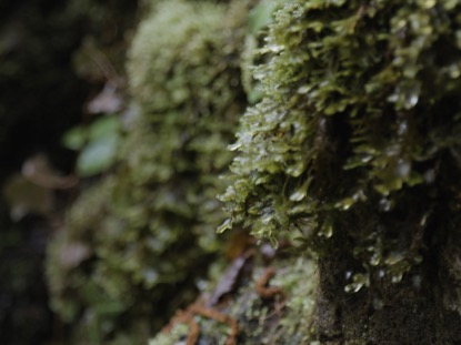 MOSS DRIPS