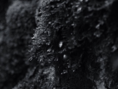 MOSS DRIPS BW