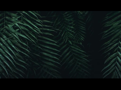 PALM LEAVES FRONDS SCROLL