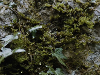 PLANT WALL