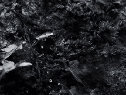 PLANT WALL BW