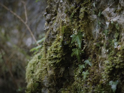 PRETTY DRIPPING LEAVES
