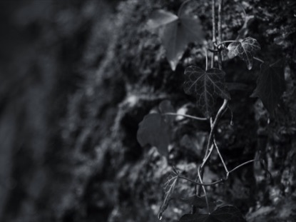 PRETTY LEAVES BW