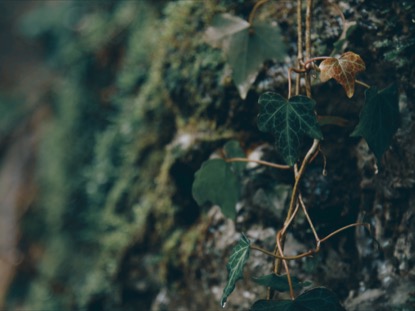 PRETTY LEAVES SATURATED