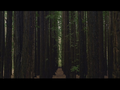 REDWOOD FOREST