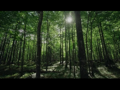 RENEW CONTRASTY FOREST