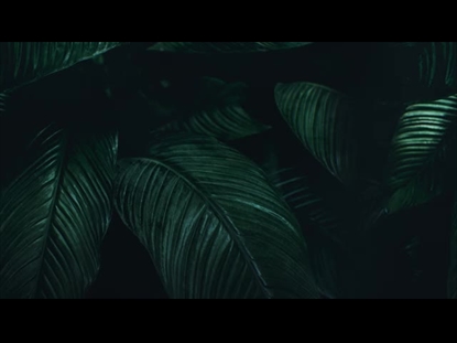 TROPICAL LEAVES FRONDS