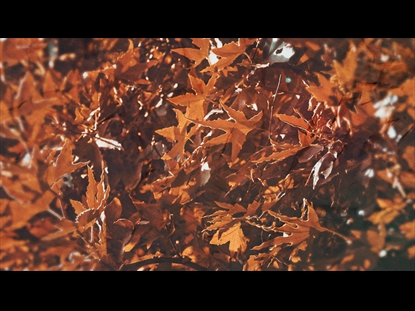 FALL LEAVES MOTION LOOP