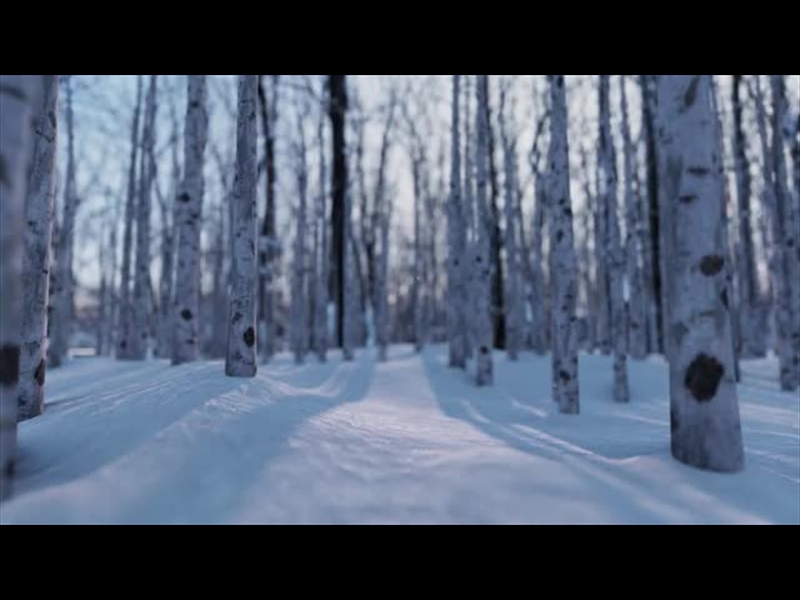 CHRISTMAS JOY: WINTER TREES 01