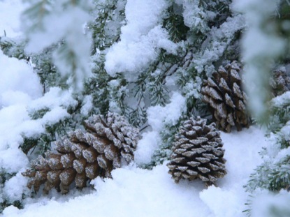 MERRY LITTLE CHRISTMAS